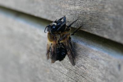 Megachile sculpturalis