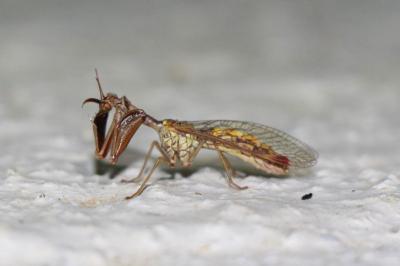Mantispa styriaca