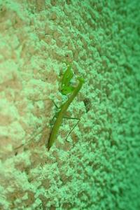 Mantis religiosa