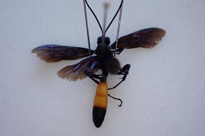 Catadelphus arrogator