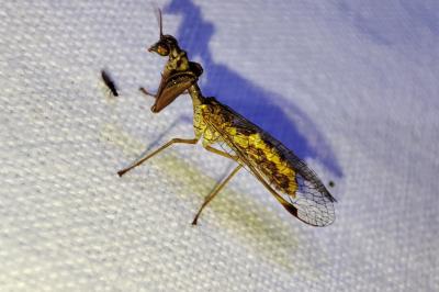Mantispa styriaca