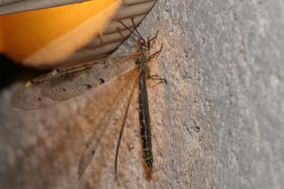 Distoleon tetragrammicus