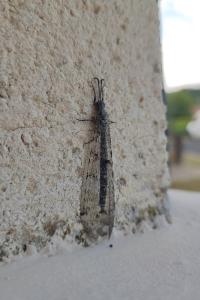Distoleon tetragrammicus