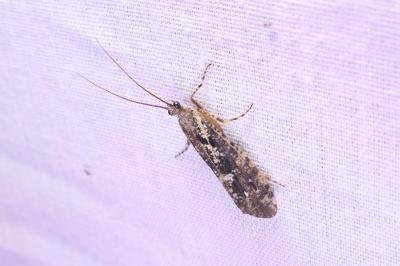 Glyphotaelius pellucidus
