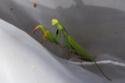 Mantis religiosa