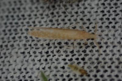 Setodes