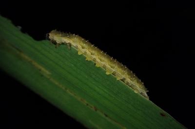 Rhadinoceraea micans