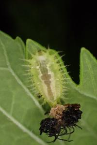 Castrada viridis