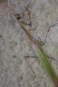 Empusa pennata