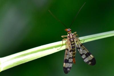 Panorpa cognata