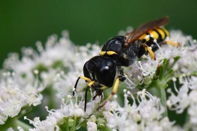 Ectemnius fossorius