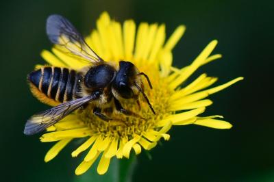 Megachile centuncularis