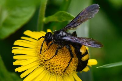 Scolia hirta
