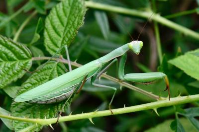 Mantis religiosa