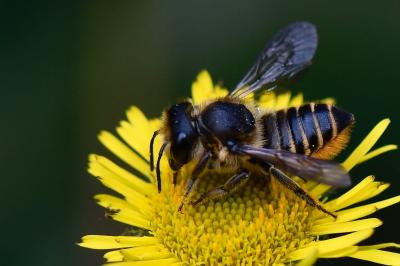 Megachile centuncularis