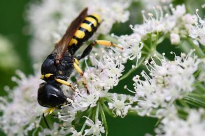Ectemnius fossorius
