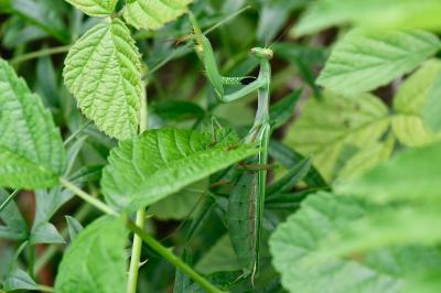 Mantis religiosa