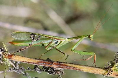 Mantis religiosa