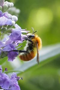 Bombus pascuorum