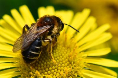 Andrena