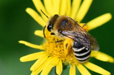Colletes similis