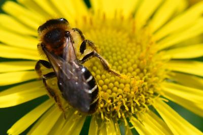 Andrena