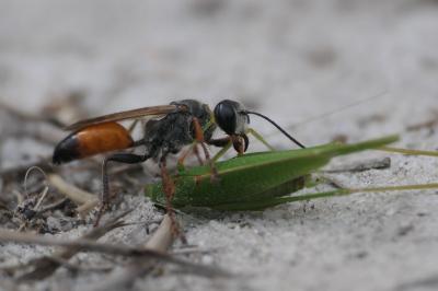 Sphex funerarius