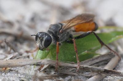 Sphex funerarius