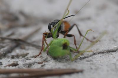 Sphex funerarius