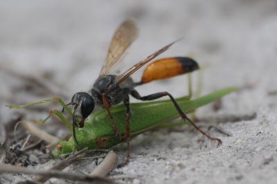 Sphex funerarius