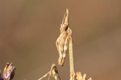 Empusa pennata