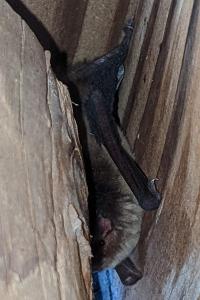 Pipistrellus nathusii