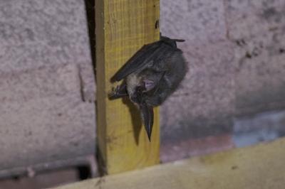 Plecotus austriacus