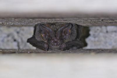 Barbastella barbastellus