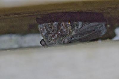Barbastella barbastellus