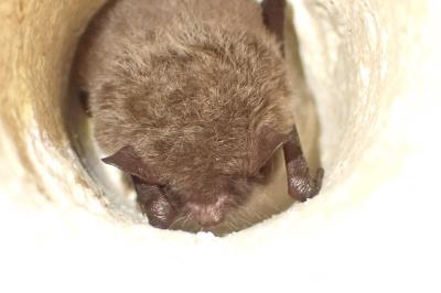 Myotis daubentonii