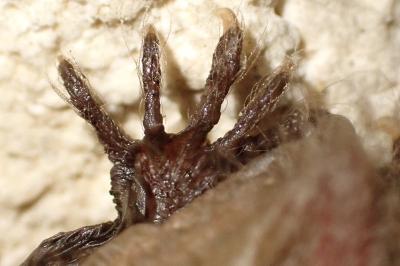 Plecotus auritus