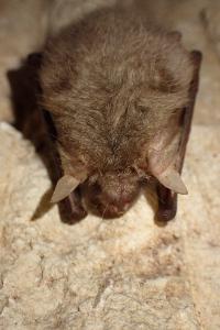 Plecotus auritus