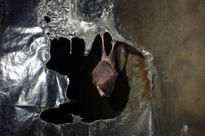 Rhinolophus hipposideros