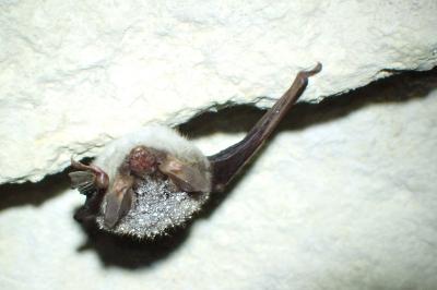 Myotis bechsteinii