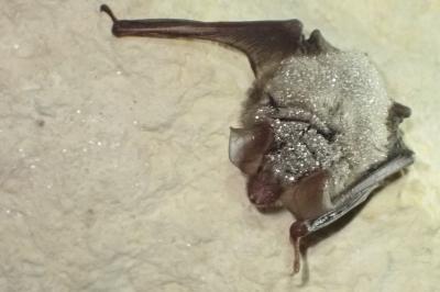 Myotis bechsteinii