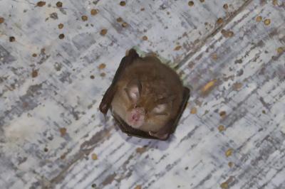 Rhinolophus ferrumequinum