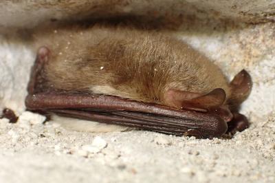 Myotis nattereri