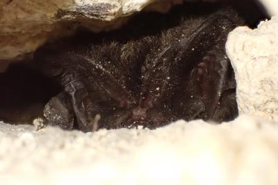 Barbastella barbastellus