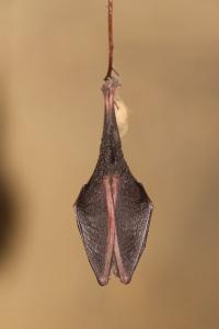 Rhinolophus hipposideros