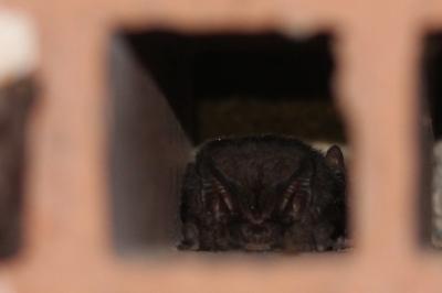 Barbastella barbastellus