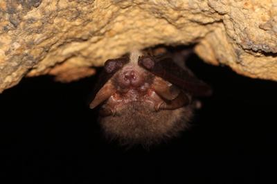 Plecotus austriacus
