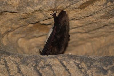 Myotis myotis / Myotis blythii