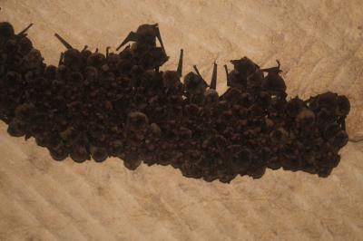 Miniopterus schreibersii