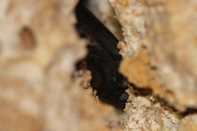 Eptesicus serotinus
